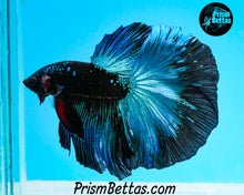Load image into Gallery viewer, Blacklight Halfmoon Male