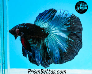 Blacklight Halfmoon Male