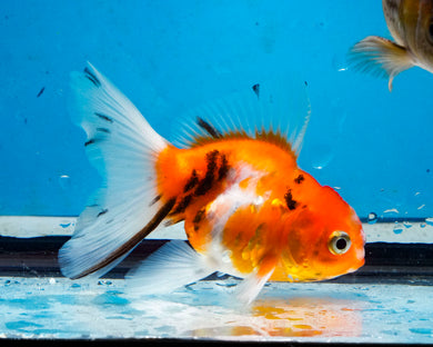 Tricolor Oranda  (3.5 inches) Imported from Thailand