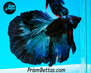 Blacklight Halfmoon Male