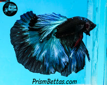 Load image into Gallery viewer, Blacklight Halfmoon Male