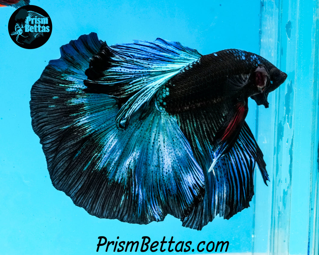 Blacklight Halfmoon Male