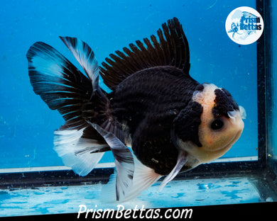 Panda Oranda Female (4.5 inches) Imported from Thailand