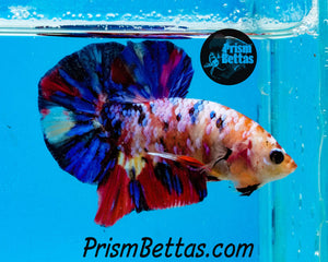 Marble Spadetail Halfmoon Plakat Male