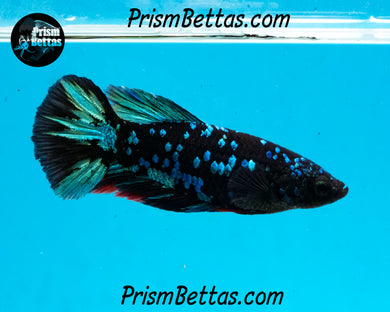 Blackstar Galaxy Halfmoon Female