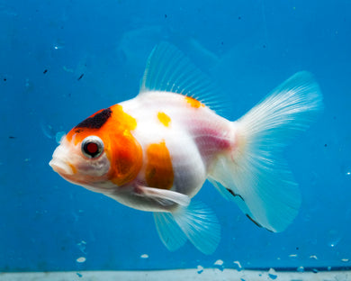 Tricolor Oranda  (3 inches) Imported from Thailand