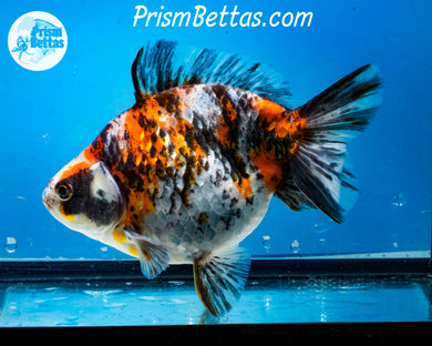 Calico Ryukin Male (6 inches) Imported from Thailand