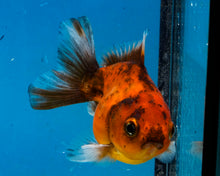 Load image into Gallery viewer, Calico Shogun Godzilla Oranda  (3 inches) Imported from Thailand
