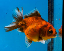 Load image into Gallery viewer, Calico Shogun Godzilla Oranda  (3 inches) Imported from Thailand