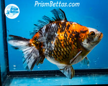 Load image into Gallery viewer, Calico Ryukin Male (6 inches) Imported from Thailand