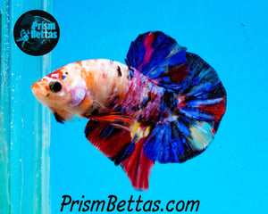 Marble Spadetail Halfmoon Plakat Male