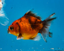 Load image into Gallery viewer, Calico Shogun Godzilla Oranda  (3 inches) Imported from Thailand