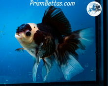Load image into Gallery viewer, Panda Oranda Male (6 inches) Imported from Thailand