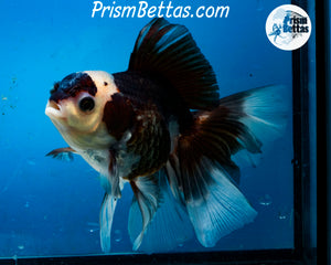 Panda Oranda Male (6 inches) Imported from Thailand
