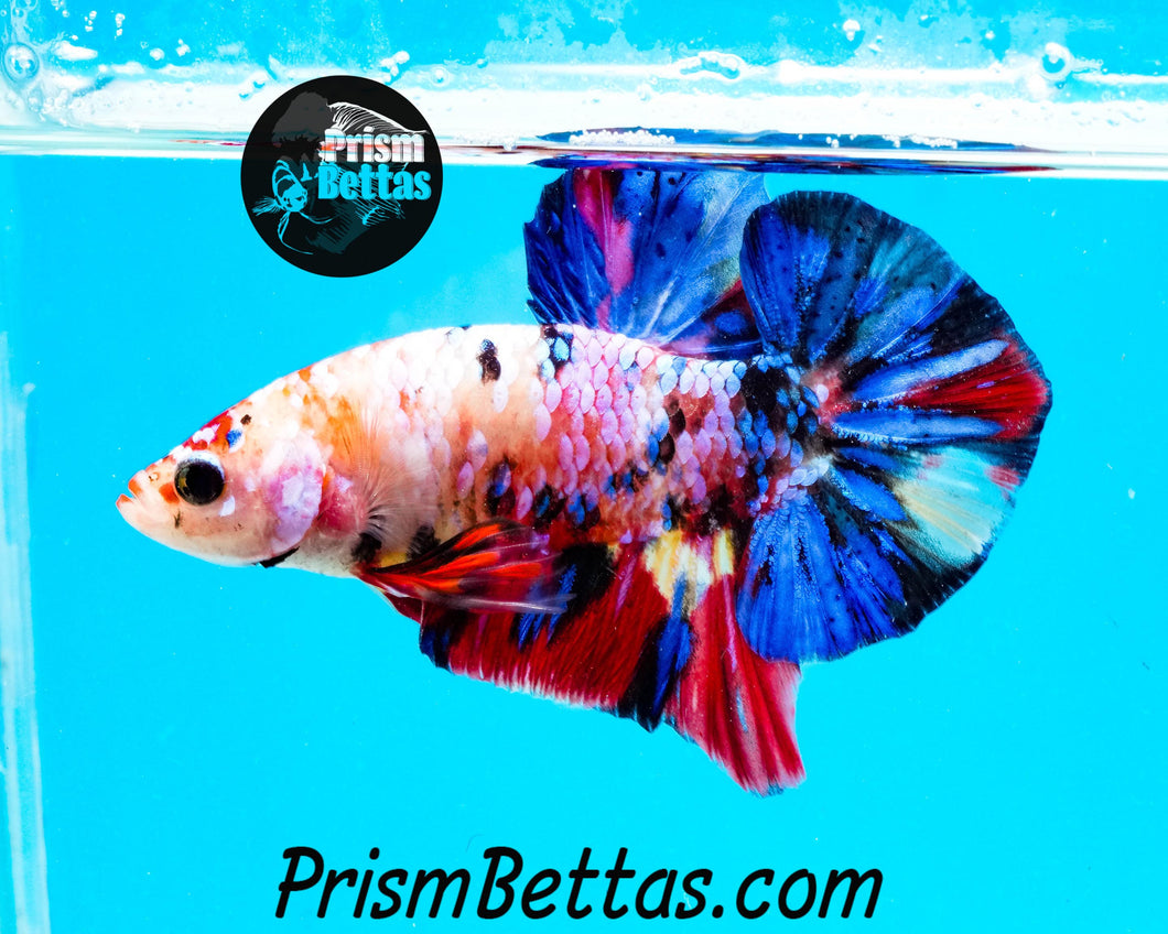 Marble Spadetail Halfmoon Plakat Male