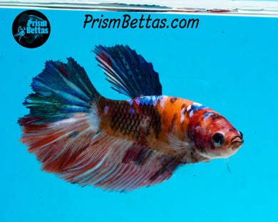 Candy Koi Halfmoon Female