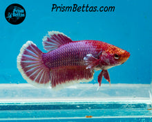 Load image into Gallery viewer, Purple Salamander Halfmoon Female