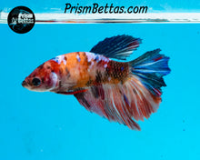 Load image into Gallery viewer, Candy Koi Halfmoon Female
