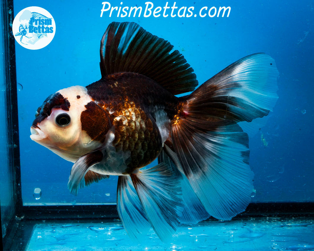 Panda Oranda Male (6 inches) Imported from Thailand