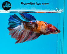 Load image into Gallery viewer, Candy Koi Halfmoon Female
