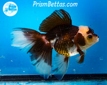 Load image into Gallery viewer, Panda Oranda Male (6 inches) Imported from Thailand