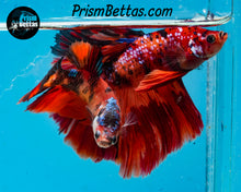 Load image into Gallery viewer, Candy Koi Halfmoon Female