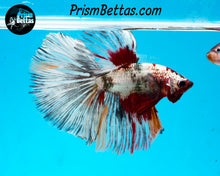 Load image into Gallery viewer, Copper Marble Halfmoon Male