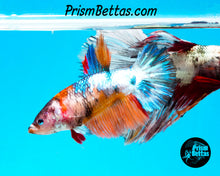 Load image into Gallery viewer, Marble Halfmoon Female