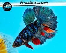 Load image into Gallery viewer, Black Star Marble Halfmoon Male