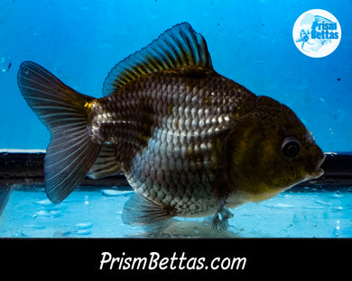 Blue Panda Shogun Godzilla Oranda (3.5 inches) Imported from Thailand