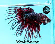 Load image into Gallery viewer, Red/Blue Crowntail Male