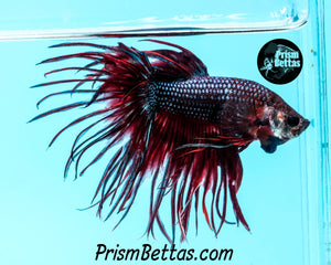 Red/Blue Crowntail Male