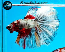 Load image into Gallery viewer, Copper Marble Halfmoon Male
