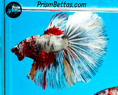 Copper Marble Halfmoon Male