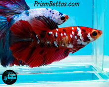 Load image into Gallery viewer, Red Galaxy Koi Halfmoon Female