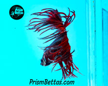 Load image into Gallery viewer, Red/Blue Crowntail Male