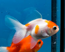 Load image into Gallery viewer, Orange and White Oranda  (3 inches) Imported from Thailand