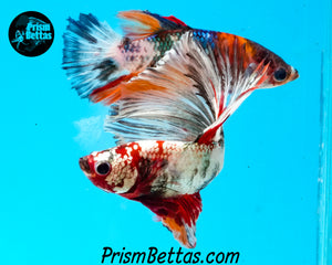 Copper Marble Halfmoon Male