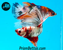 Load image into Gallery viewer, Marble Halfmoon Female