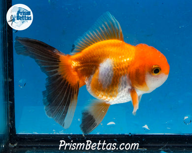 Tricolor Monster Oranda Imported from Thailand
