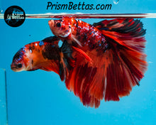 Load image into Gallery viewer, Candy Koi Halfmoon Female