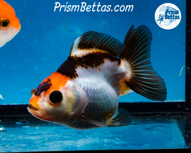 Tricolor Monster Oranda Imported from Thailand
