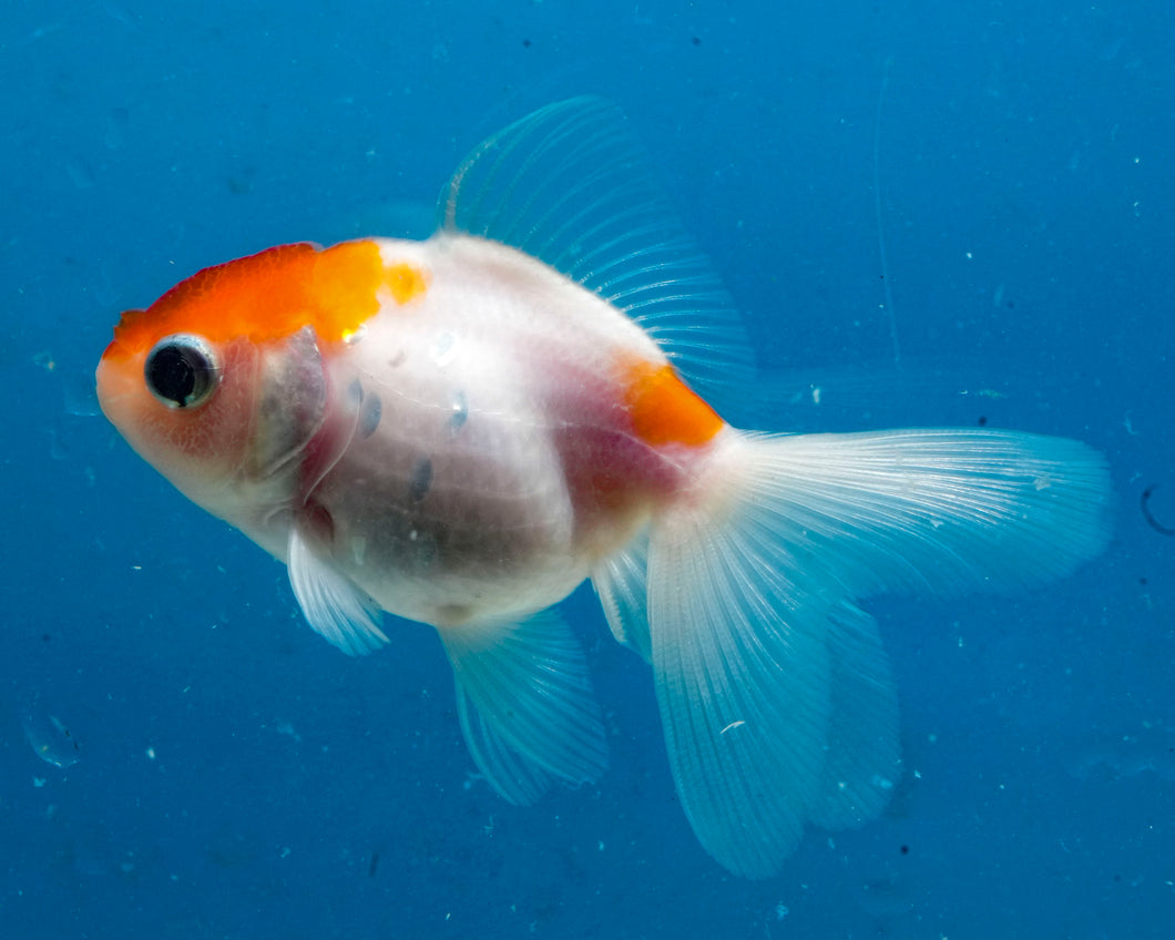 Orange and White Oranda  (3 inches) Imported from Thailand