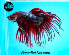 Load image into Gallery viewer, Red/Blue Crowntail Male