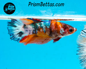 Marble Halfmoon Female
