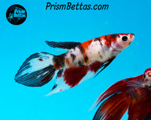 Load image into Gallery viewer, Red Koi Veiltail Female (Only one)