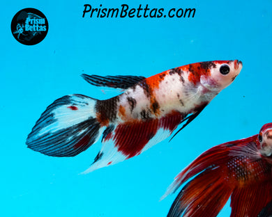 Red Koi Veiltail Female (Only one)