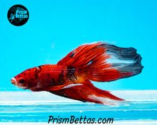 Load image into Gallery viewer, Red Koi Veiltail Male (Only one)