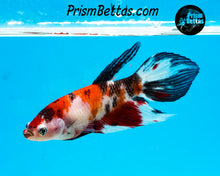 Load image into Gallery viewer, Red Koi Veiltail Female (Only one)