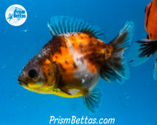 Load image into Gallery viewer, Baby Kirin Calico Godzilla Shogun Oranda Possibly Female (3 inch length) Imported from Thailand